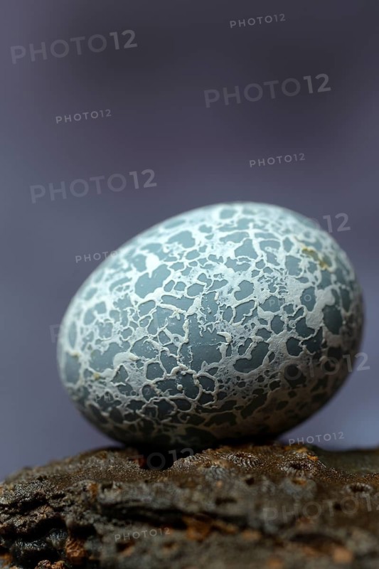 Egg of the Guira Cuckoo (Guira guira)