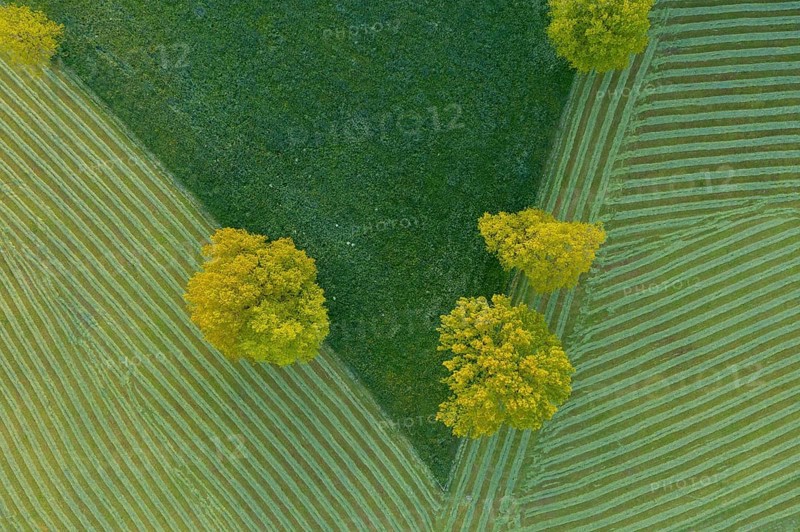 Freshly mown fields