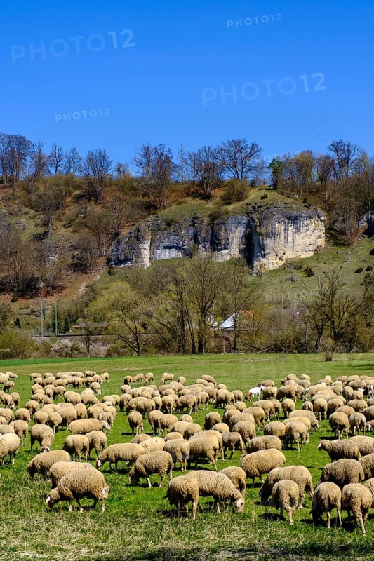 Flock of sheep