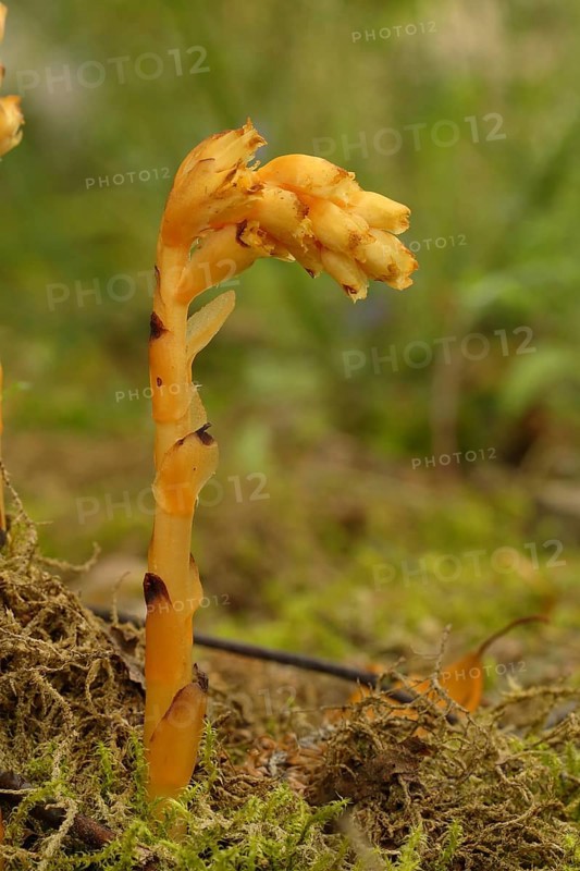 Dutchman's pipe (Monotropa hypopitys)