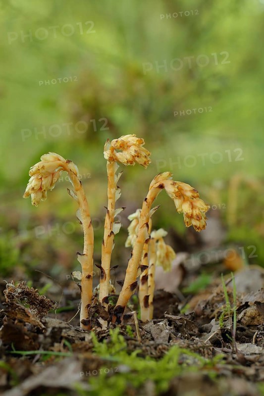 Dutchman's pipe (Monotropa hypopitys)