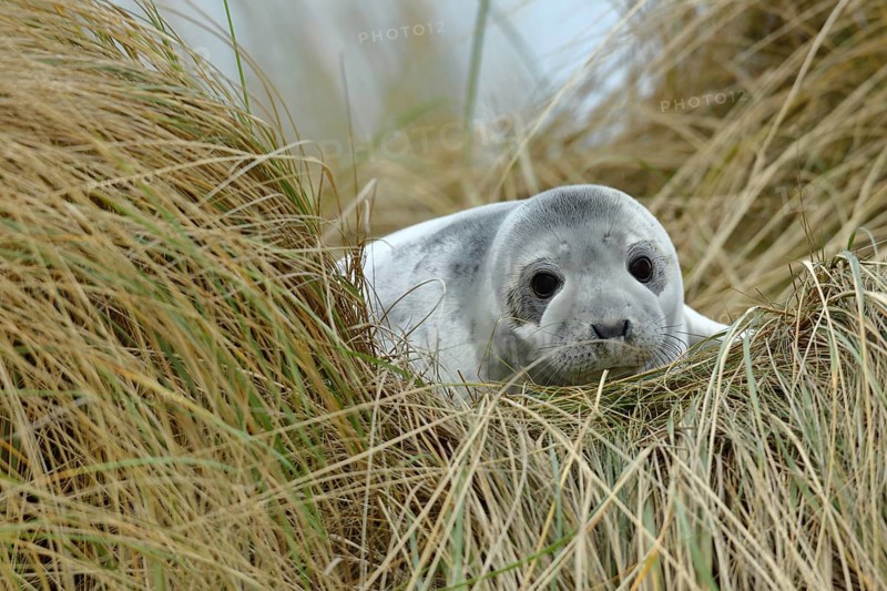 Grey seal (Halichoerus grypus) juvenile after weaning
