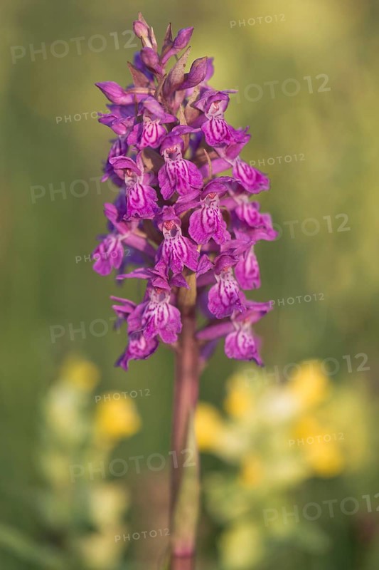 Moorland spotted orchid (Dactylorhiza maculata) between Rhinanthus