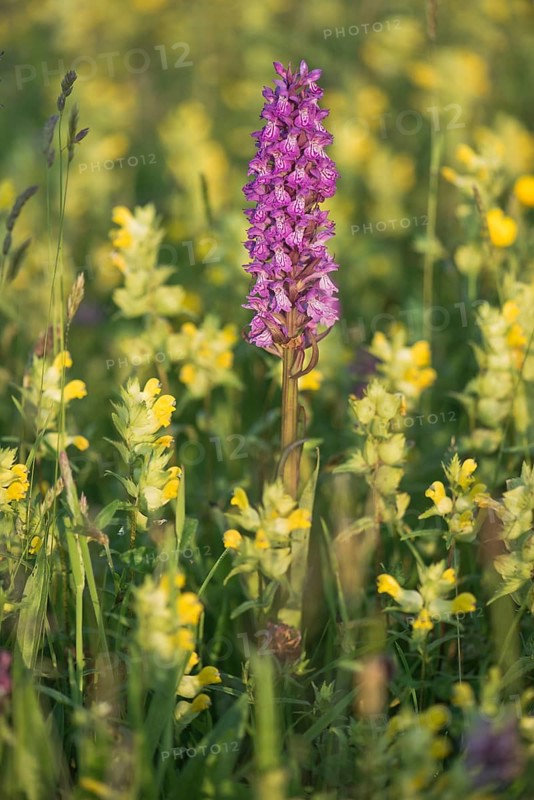 Moorland spotted orchid (Dactylorhiza maculata) between Rhinanthus