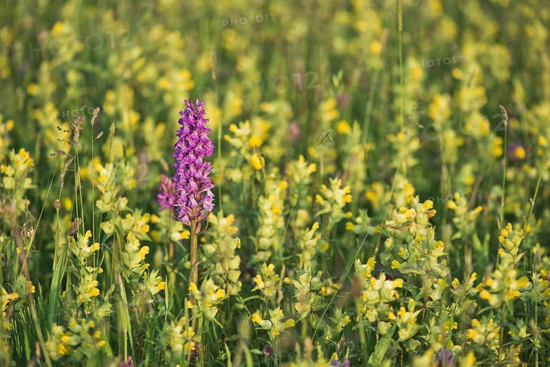 Moorland spotted orchid (Dactylorhiza maculata) between Rhinanthus