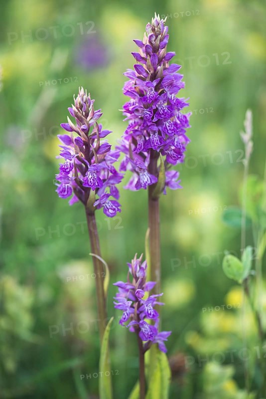 Moorland spotted orchid (Dactylorhiza maculata) between Rhinanthus