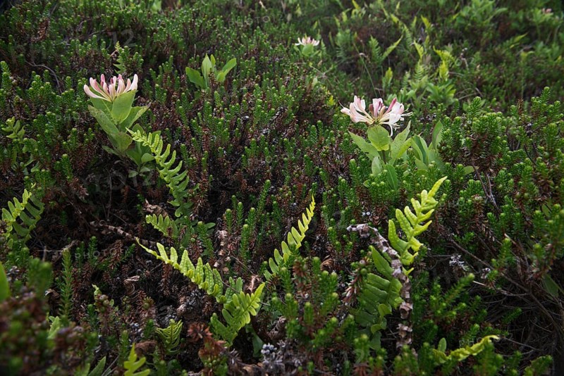 Honeysuckle (Lonicera caprifolium) and spotted fern (Polypodium vulgare)