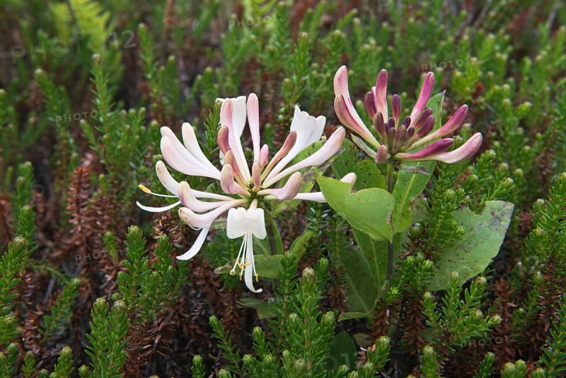 Honeysuckle (Lonicera caprifolium) and crowberry (Empetrum nigrum)