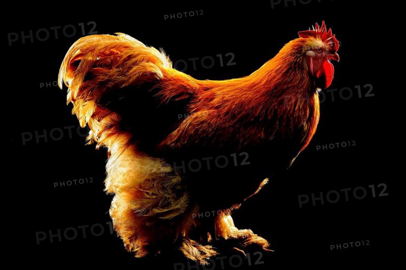 Cock