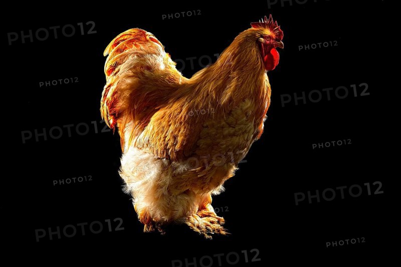 Cock