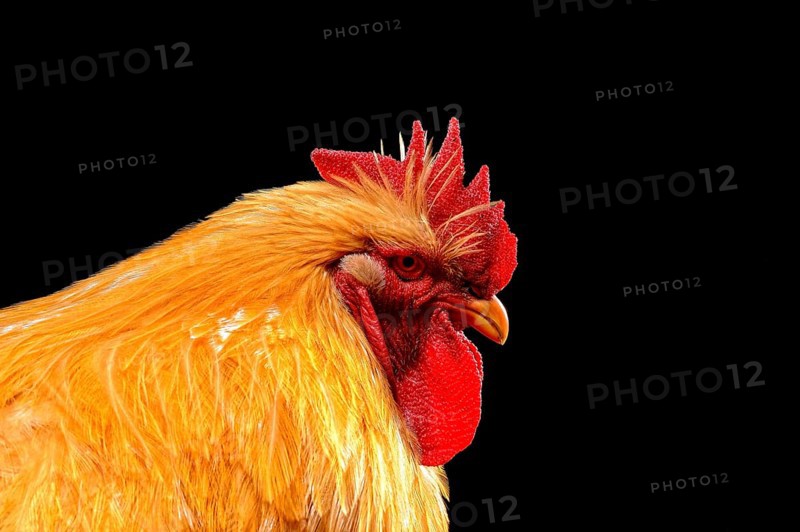 Cock