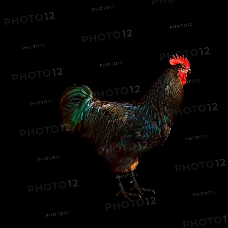 Cock