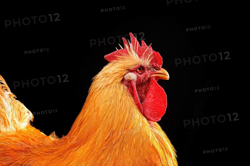 Cock