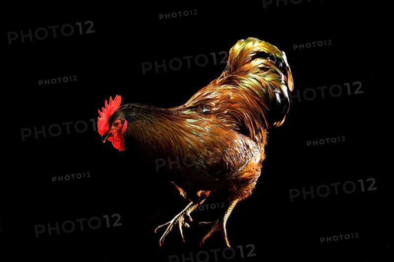 Cock