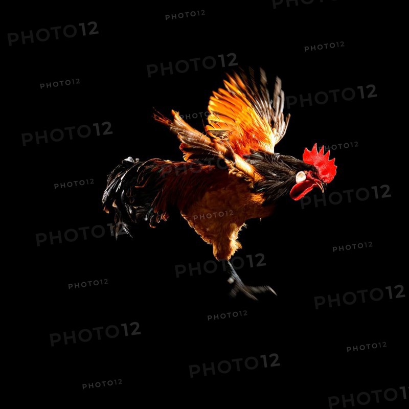Cock