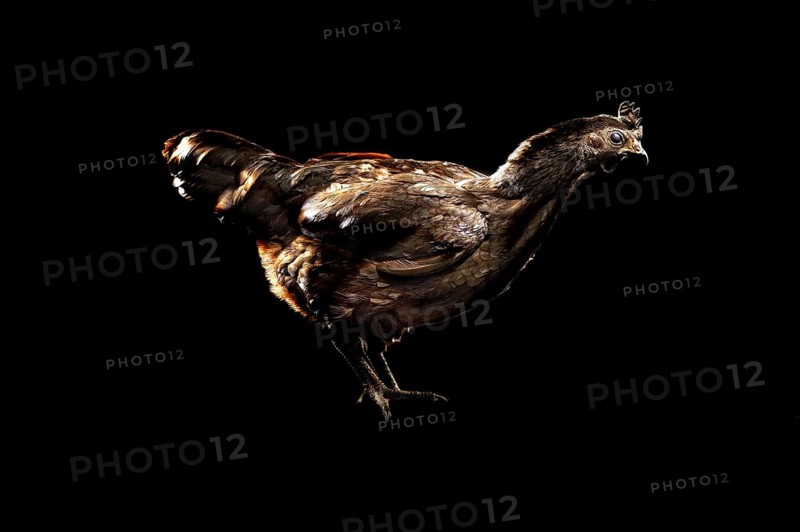Cock
