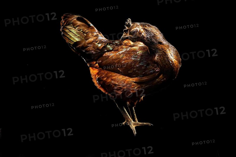Cock