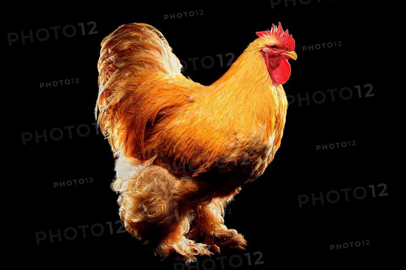 Cock