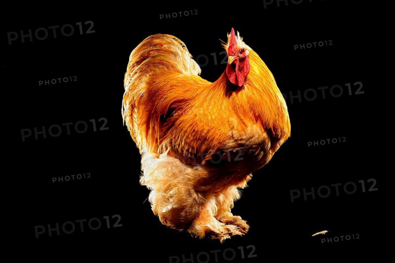 Cock