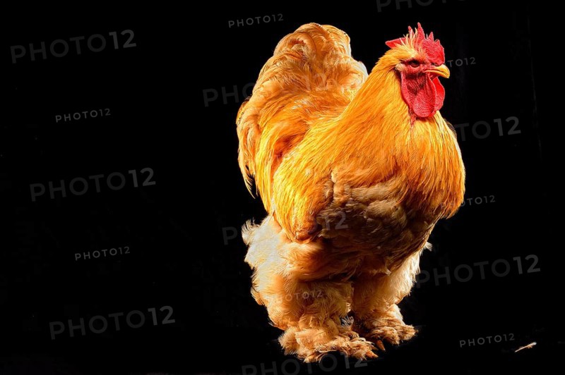 Cock