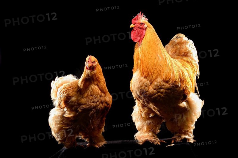 Cock
