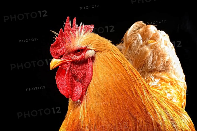 Cock