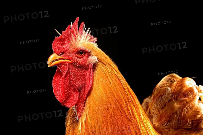 Cock
