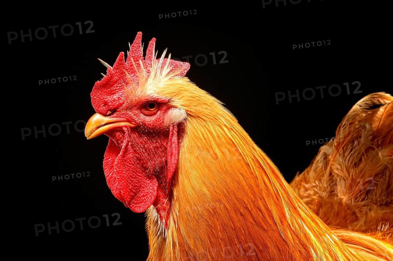 Cock