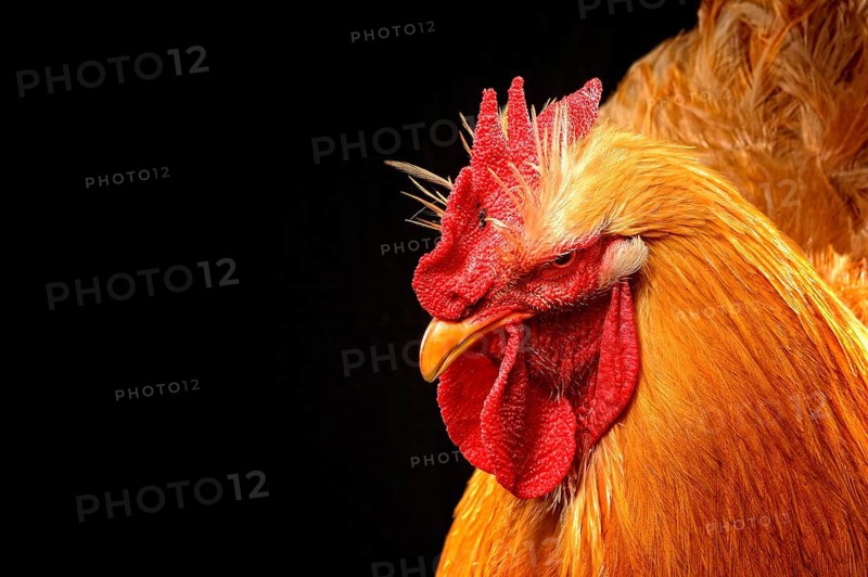 Cock