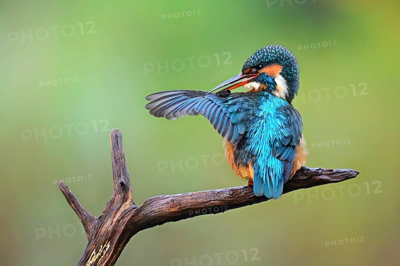 Common kingfisher (Alcedo atthis) female