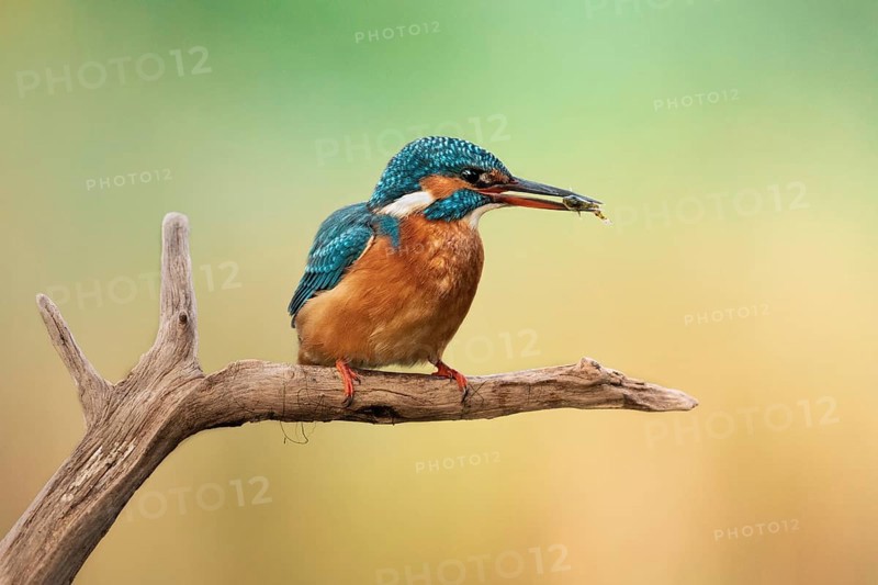 Common kingfisher (Alcedo atthis) Female kingfisher with captured stickleback in her beak
