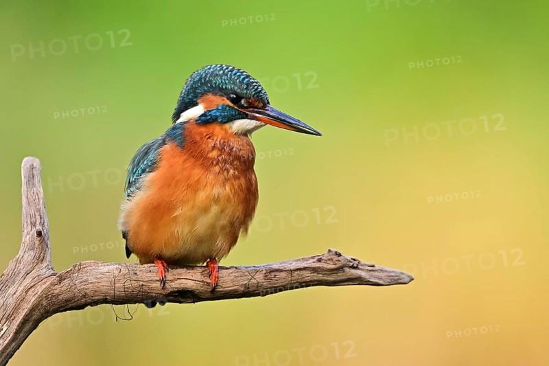 Common kingfisher (Alcedo atthis) Female kingfisher looking for fish in the water