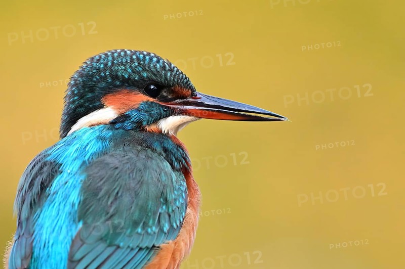 Common kingfisher (Alcedo atthis) Common kingfisher female