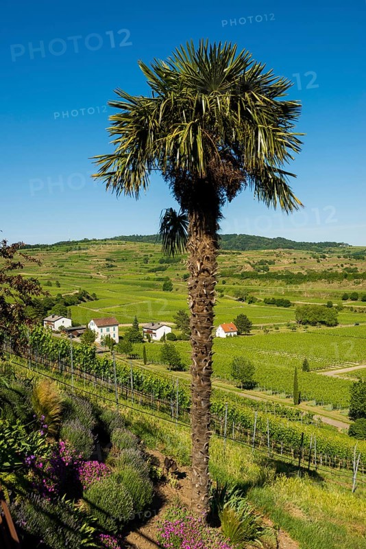 Vineyards and palm tree