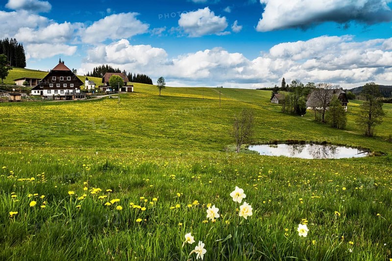 Farms and flower meadow and pond