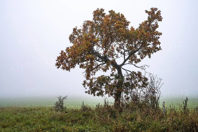 Autumn tree