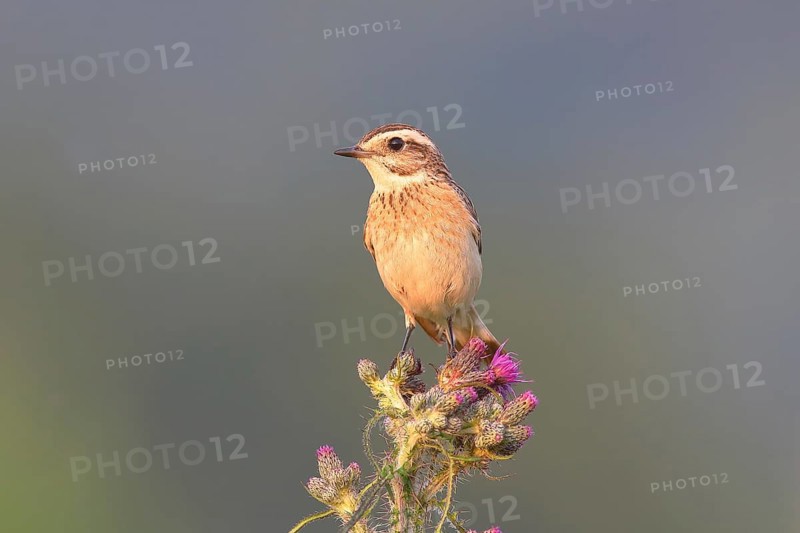 Whinchat (Saxicola rubetra)