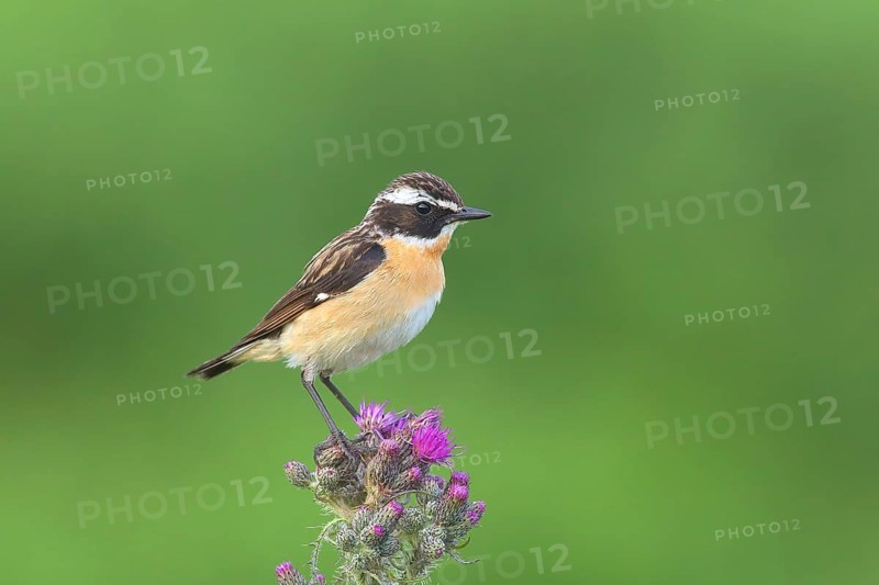 Whinchat (Saxicola rubetra)