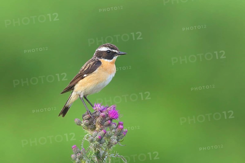 Whinchat (Saxicola rubetra)