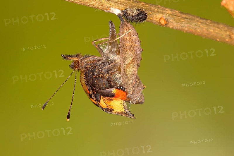 Small tortoiseshell (Aglais urticae)