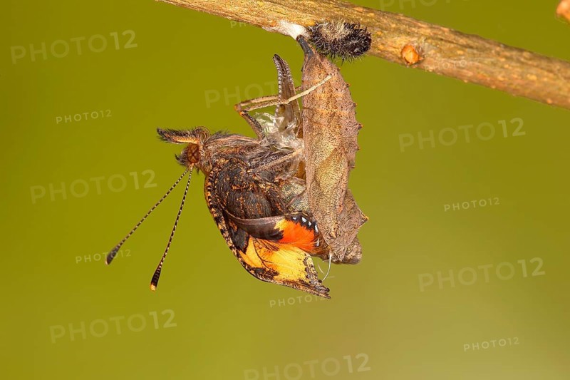 Small tortoiseshell (Aglais urticae)