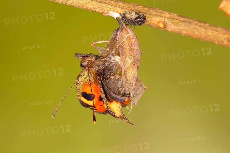 Small tortoiseshell (Aglais urticae)