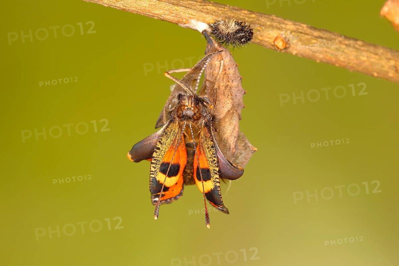 Small tortoiseshell (Aglais urticae)