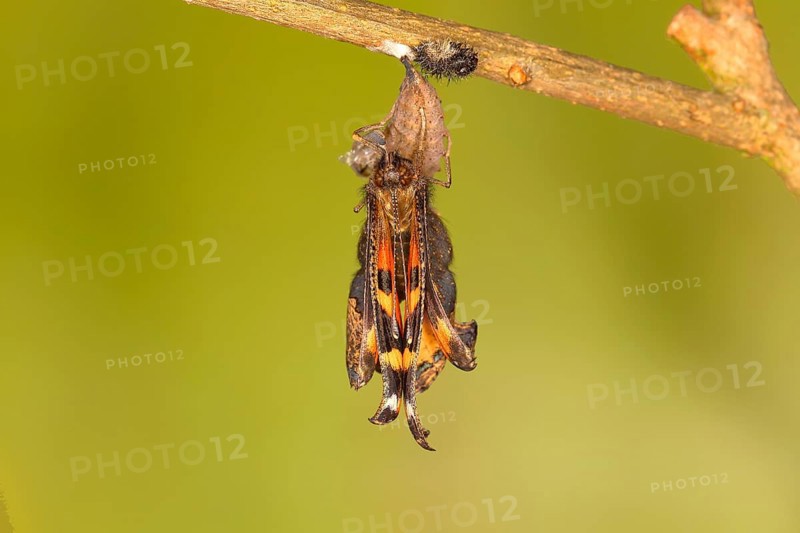Small tortoiseshell (Aglais urticae)