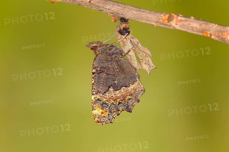 Freshly hatched butterfly