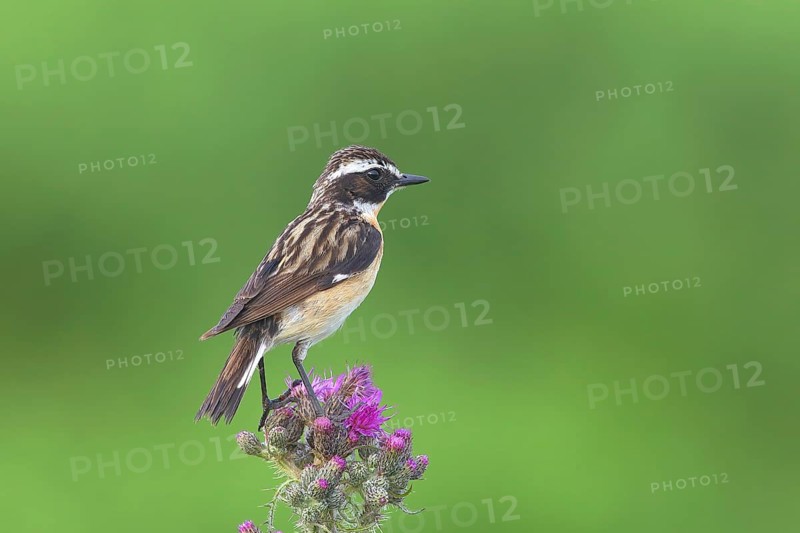 Whinchat (Saxicola rubetra)