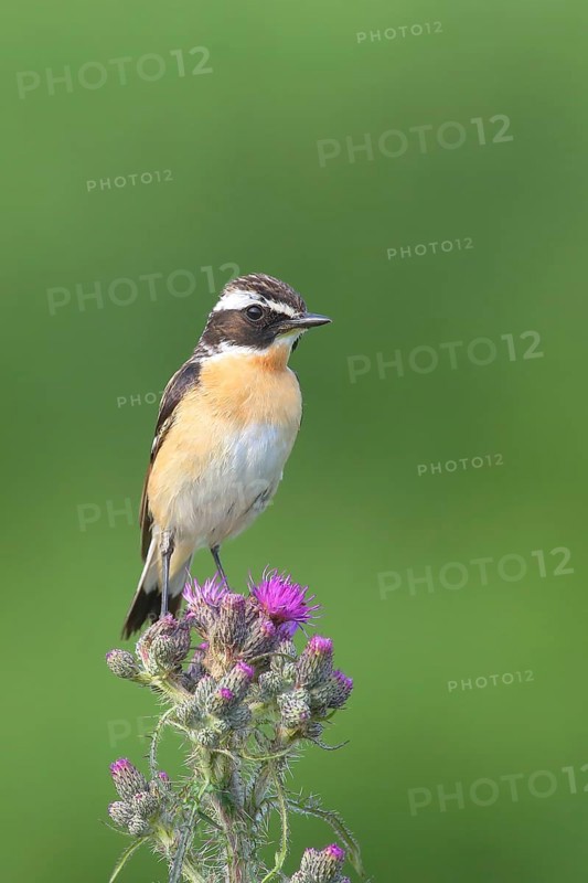 Whinchat (Saxicola rubetra)