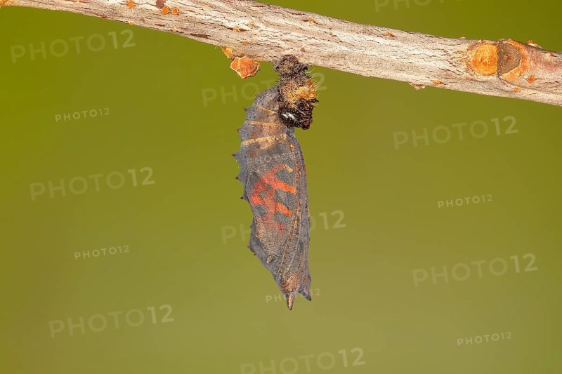 Small tortoiseshell (Aglais urticae)