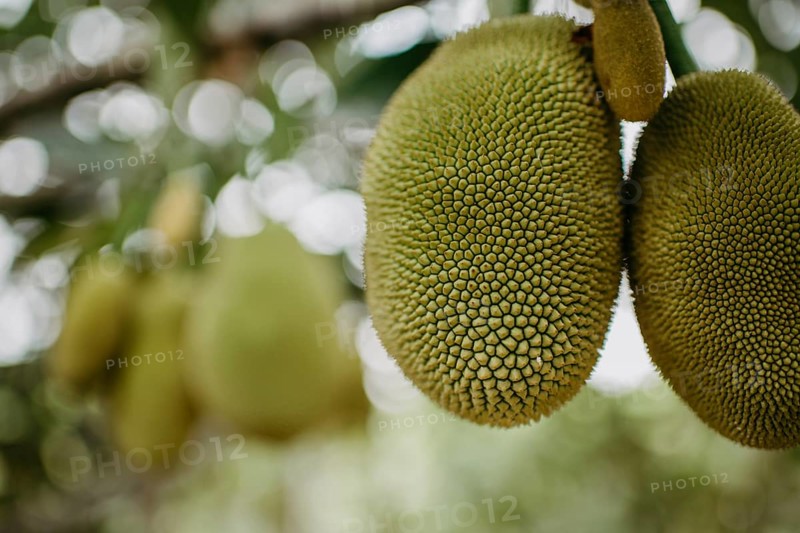 Jackfruit tree (Artocarpus heterophyllus)