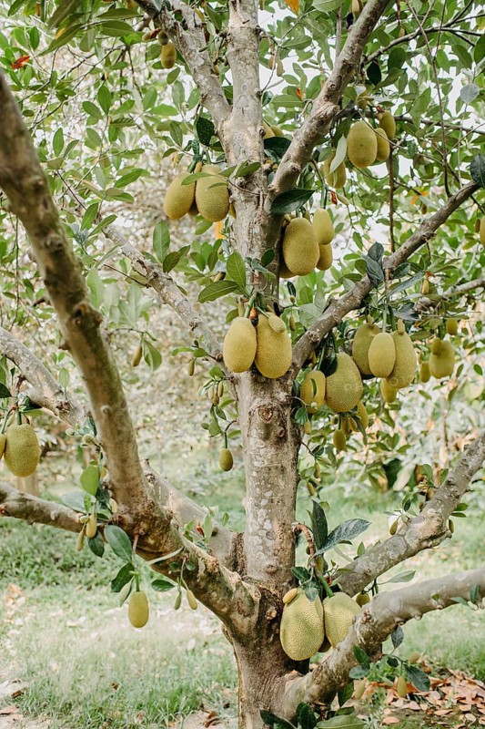 Jackfruit tree (Artocarpus heterophyllus)